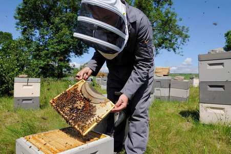 honeycomb inspection